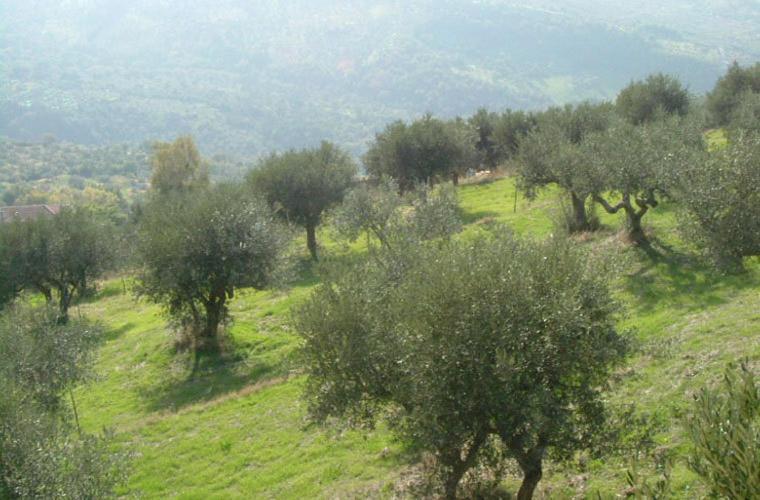 Casale Il Gheppio Pensionat Laureana Cilento Exteriör bild